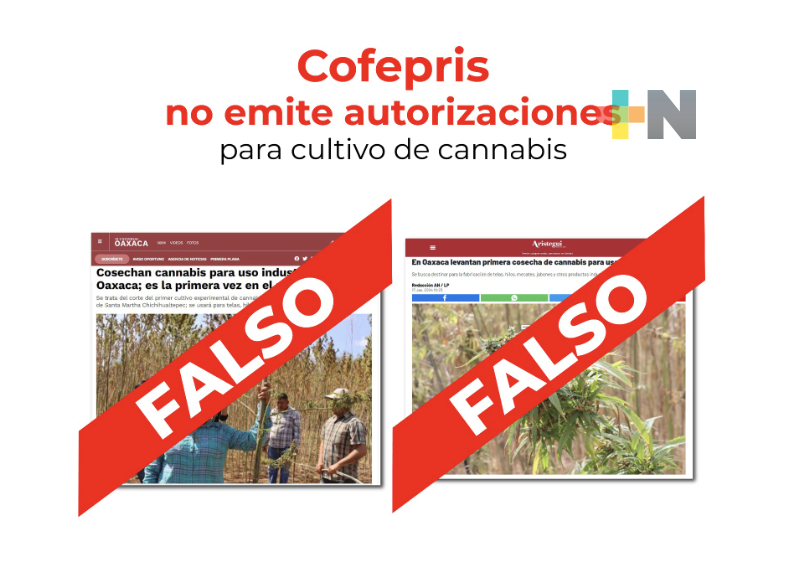 Cofepris desmiente supuesta autorización a cultivo experimental de canabbis en Oaxaca